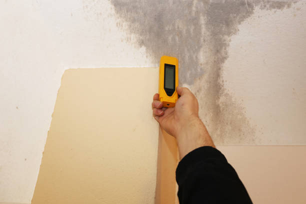 Best Commercial Mold Inspection  in Colfax, LA