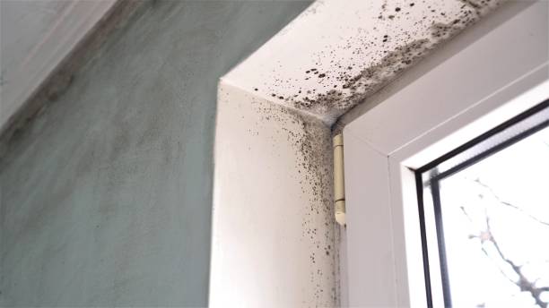 Best Environmental Consulting for Mold Prevention  in Colfax, LA